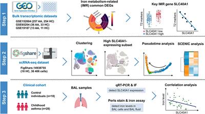 Transcriptomic analysis identified SLC40A1 as a key iron metabolism-related gene in airway macrophages in childhood allergic asthma